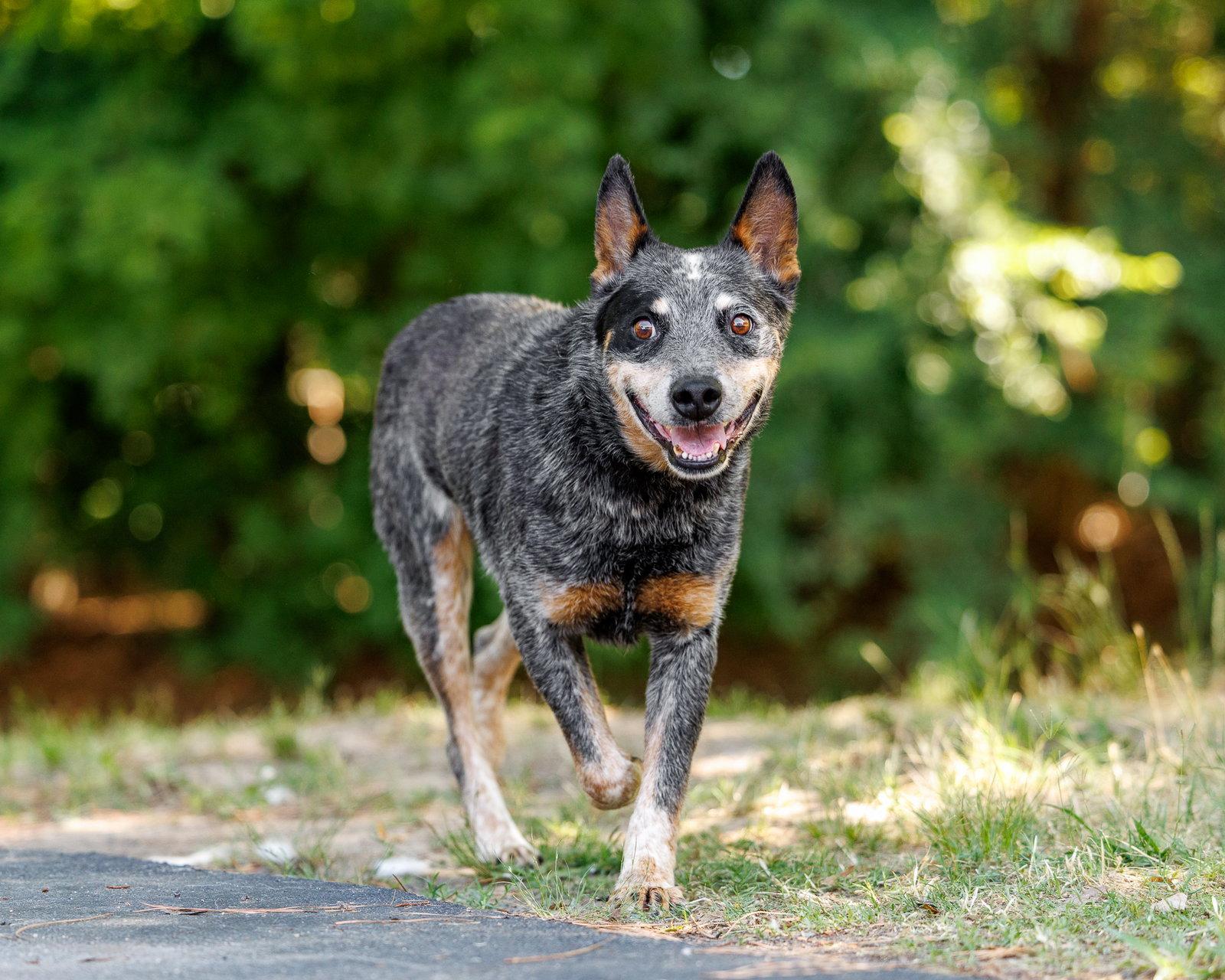 Sonny, Adoptable, Senior Male Cattle Dog.