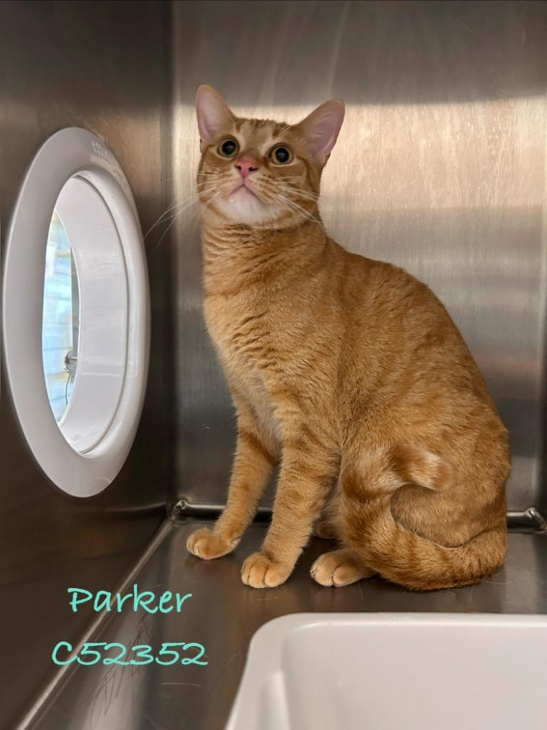 Parker, Adoptable, Young Male Domestic Short Hair.