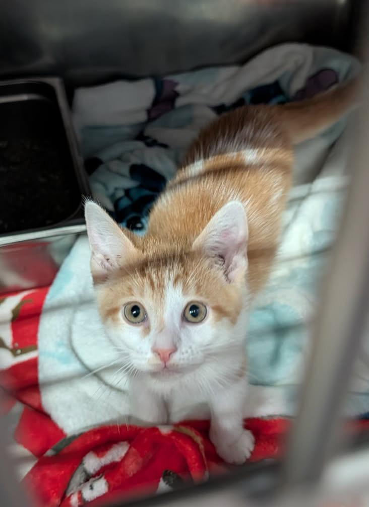 Enlarge Ritz Bitz (Princess Havarti's Kitten) (Neutered) (Photos 4/29/2026), an adopted mixed breed in Marietta, OH image 5/6