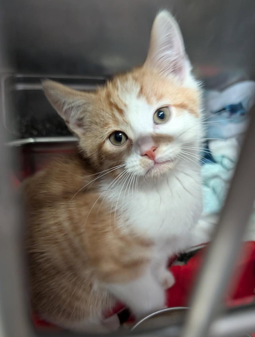 Enlarge Ritz Bitz (Princess Havarti's Kitten) (Neutered) (Photos 4/29/2026), an adopted mixed breed in Marietta, OH image 2/6
