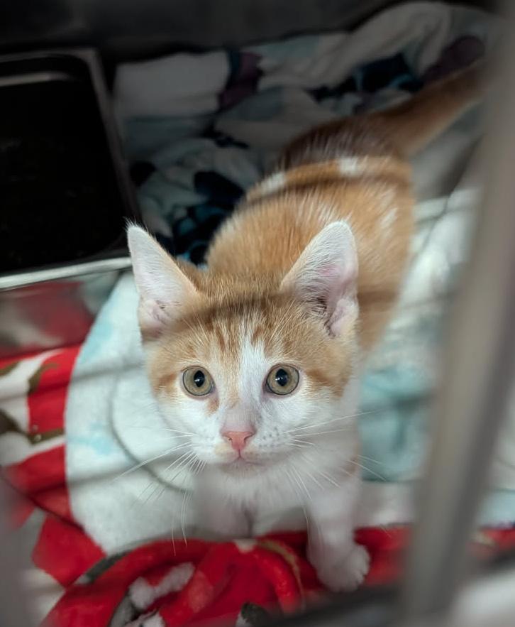 Enlarge Ritz Bitz (Princess Havarti's Kitten) (Neutered) (Photos 4/29/2026), an adopted mixed breed in Marietta, OH image 3/6