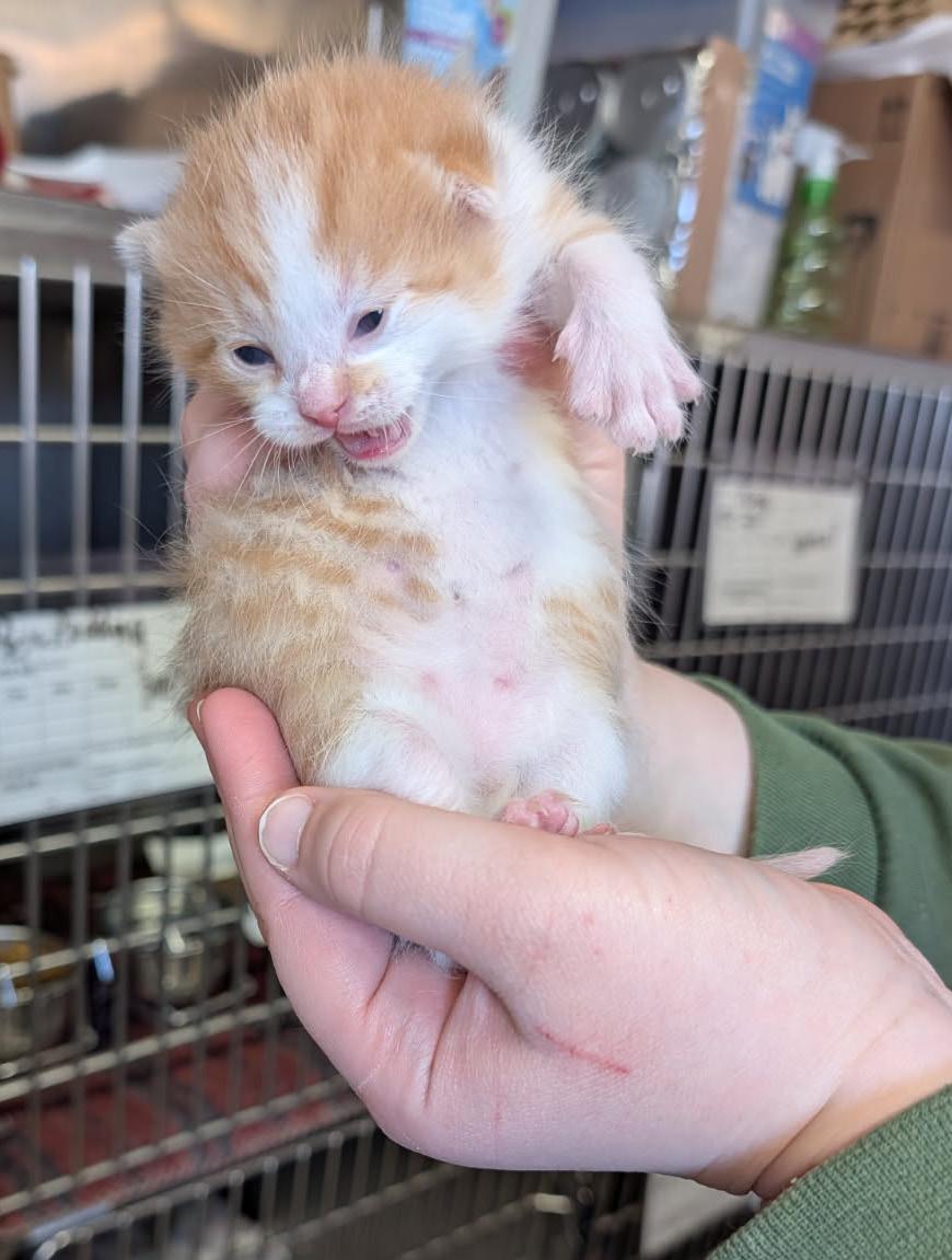 Enlarge Ritz Bitz (Princess Havarti's Kitten) (Neutered) (Photos 4/29/2026), an adopted mixed breed in Marietta, OH image 6/6