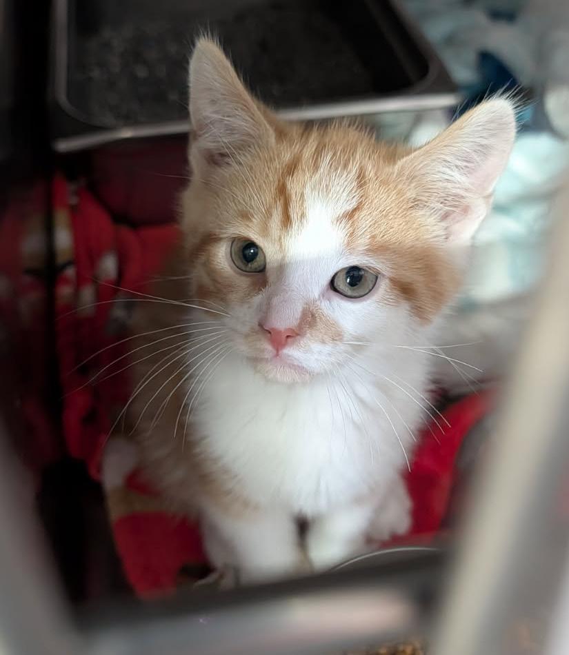 Enlarge Ritz Bitz (Princess Havarti's Kitten) (Neutered) (Photos 4/29/2026), an adopted mixed breed in Marietta, OH image 4/6
