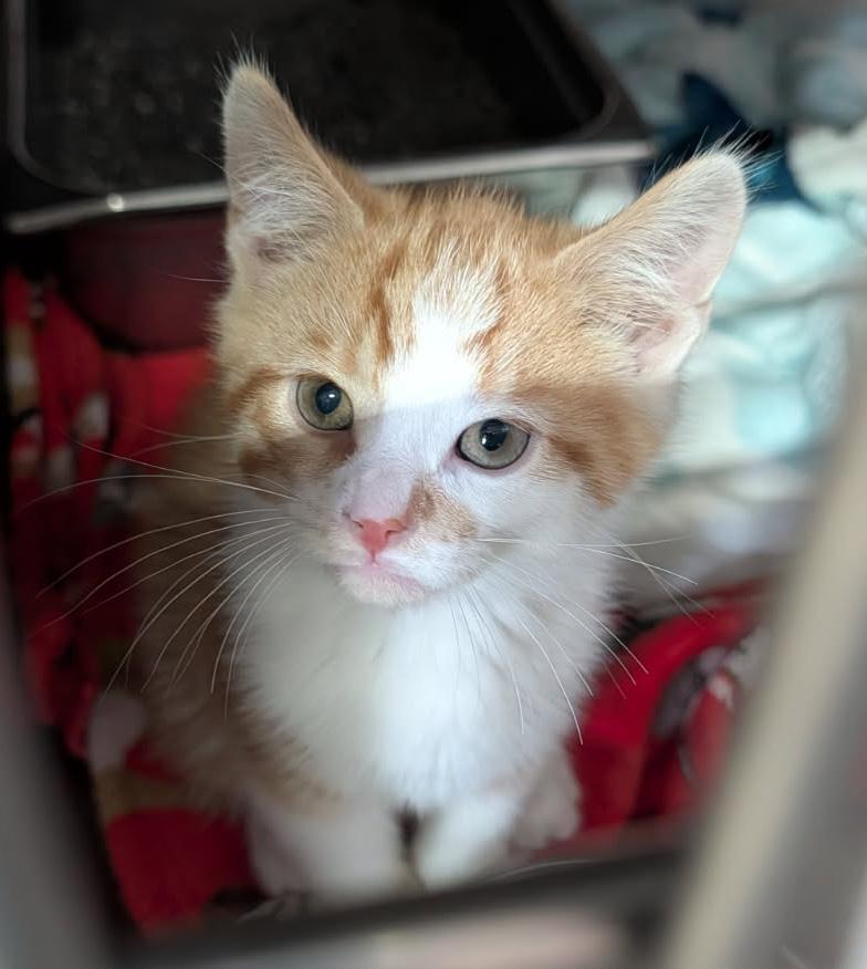 Ritz Bitz (Princess Havarti's Kitten) (Neutered) (Photos 4/29/2026), adopted, Kitten Male Tabby & Domestic Short Hair.
