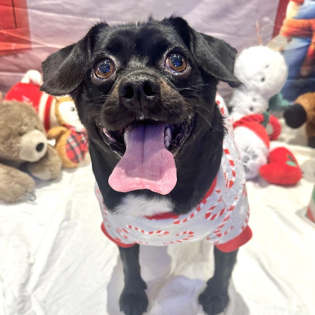 Tytus, Adoptable, Adult Male Mixed Breed.