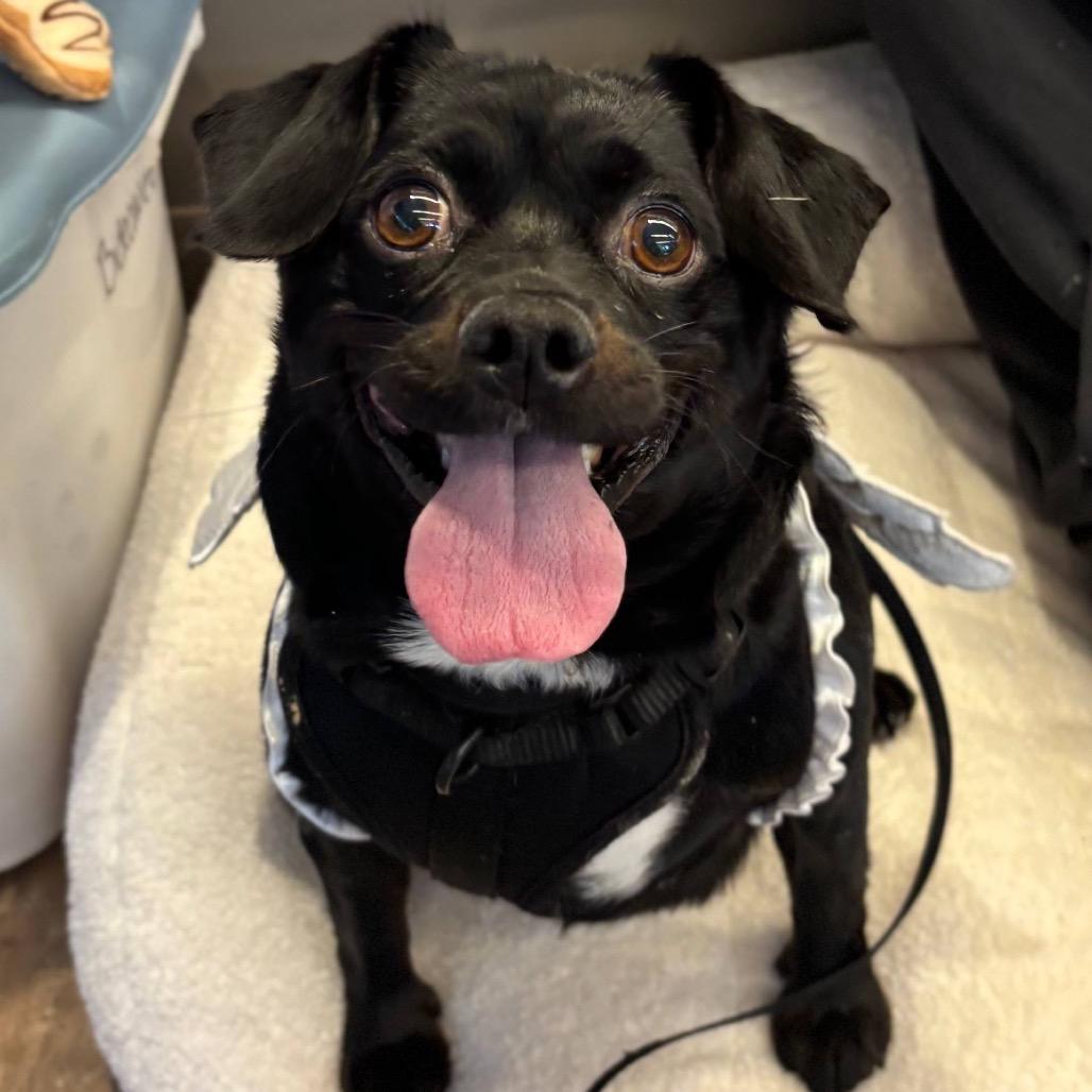 Enlarge Tytus, a Adoptable Mixed Breed in New York, NY image 1/6