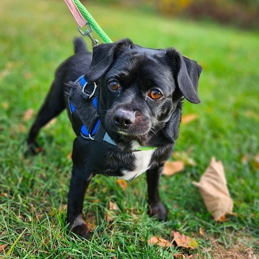 Enlarge Tytus, a Adoptable Mixed Breed in New York, NY image 2/6