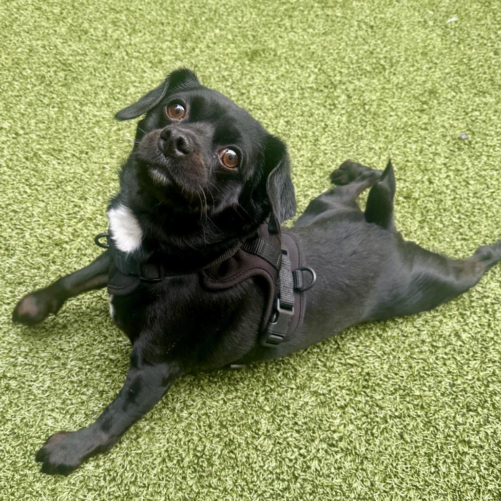 Enlarge Tytus, a Adoptable Mixed Breed in New York, NY image 3/6