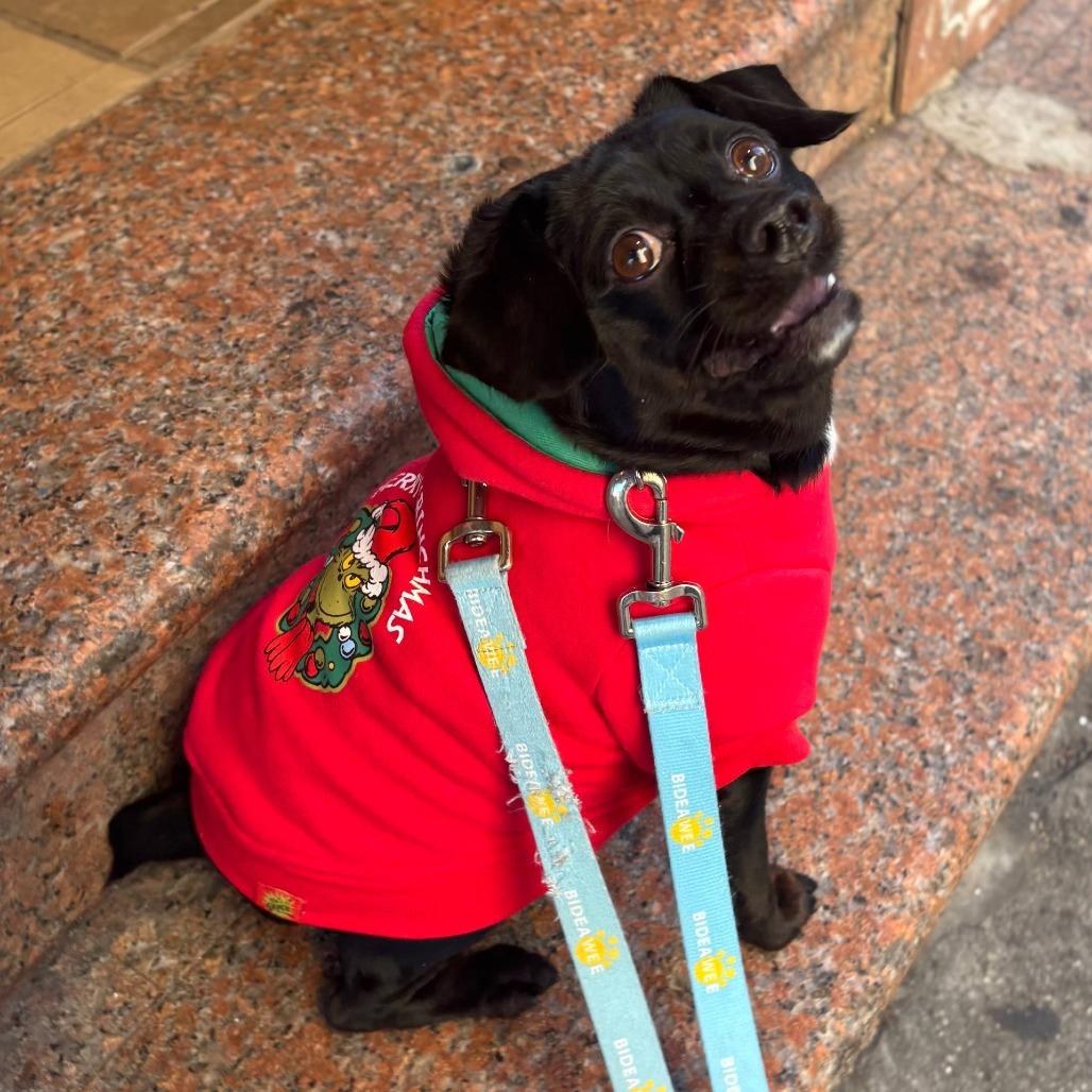 Enlarge Tytus, a Adoptable Mixed Breed in New York, NY image 4/6