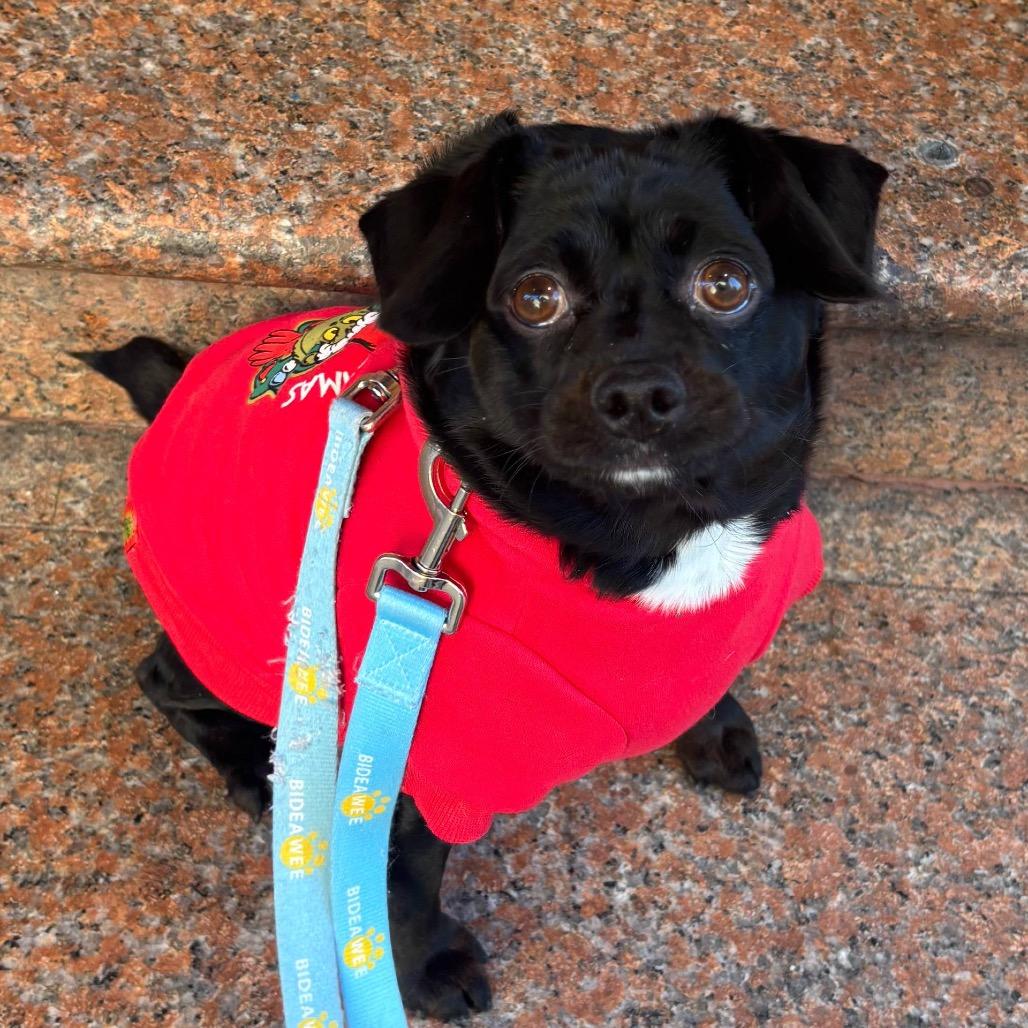 Enlarge Tytus, a Adoptable Mixed Breed in New York, NY image 5/6