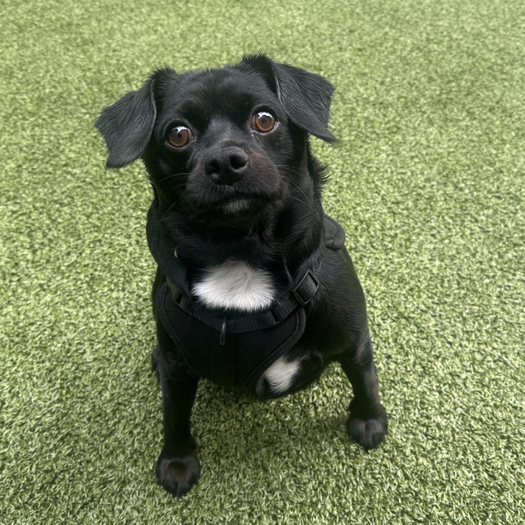 Enlarge Tytus, a Adoptable Mixed Breed in New York, NY image 6/6