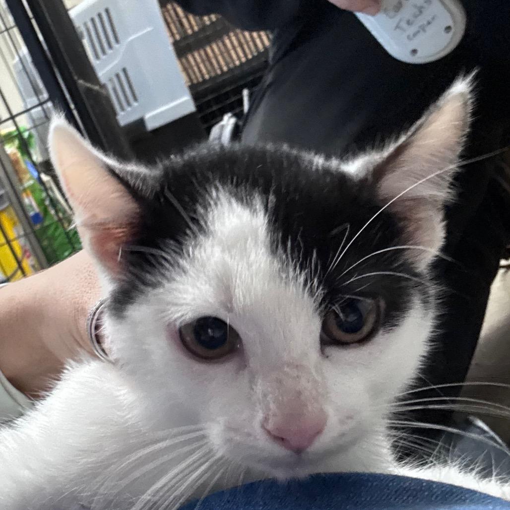 Enlarge Rizzo, a Adoptable Domestic Short Hair in Hattiesburg, MS image 1/1