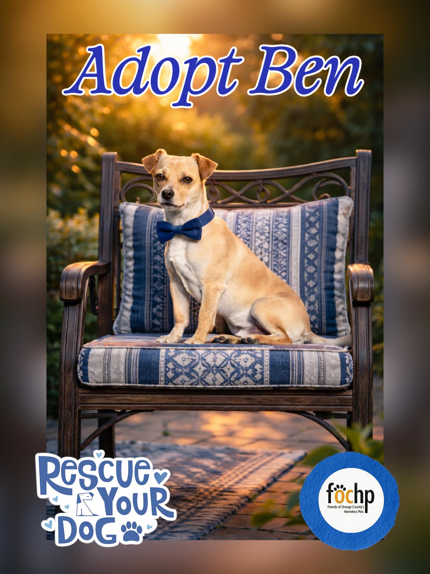 Enlarge Ben, a Adoptable Chihuahua in Orange, CA image 1/2