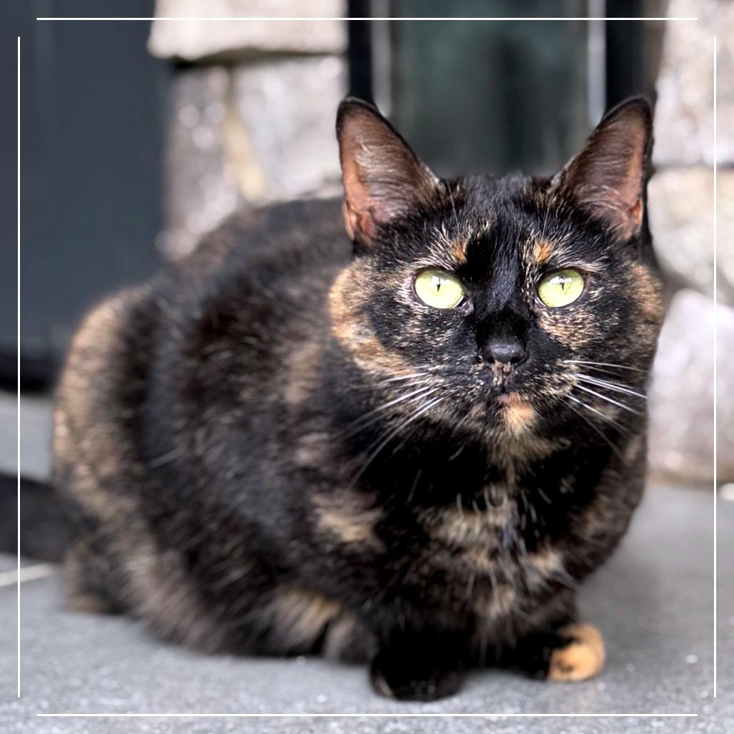 Paloma, Adoptable, Adult Female Domestic Short Hair.