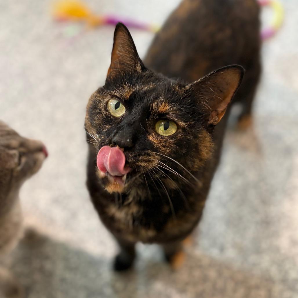 Paloma, a Adoptable Domestic Short Hair in Cumming, GA image 2/5