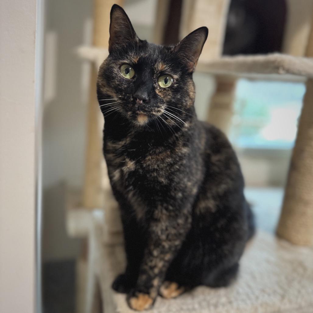 Paloma, a Adoptable Domestic Short Hair in Cumming, GA image 2/3