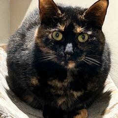 Paloma, a Adoptable Domestic Short Hair image 2/2