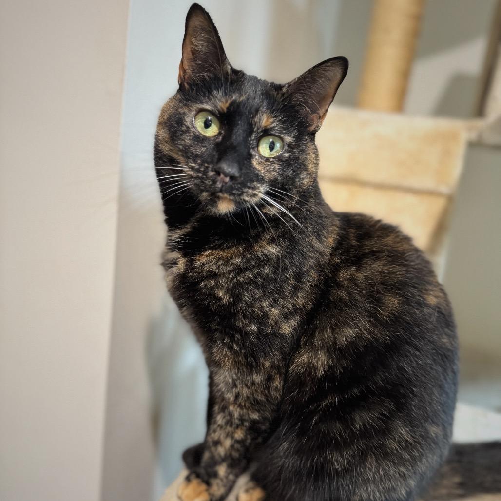 Paloma, a Adoptable Domestic Short Hair in Cumming, GA image 3/3