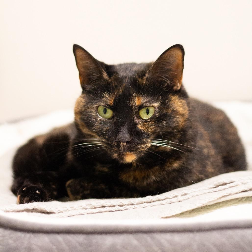 Enlarge Paloma, a Adoptable Domestic Short Hair in Cumming, GA image 4/4