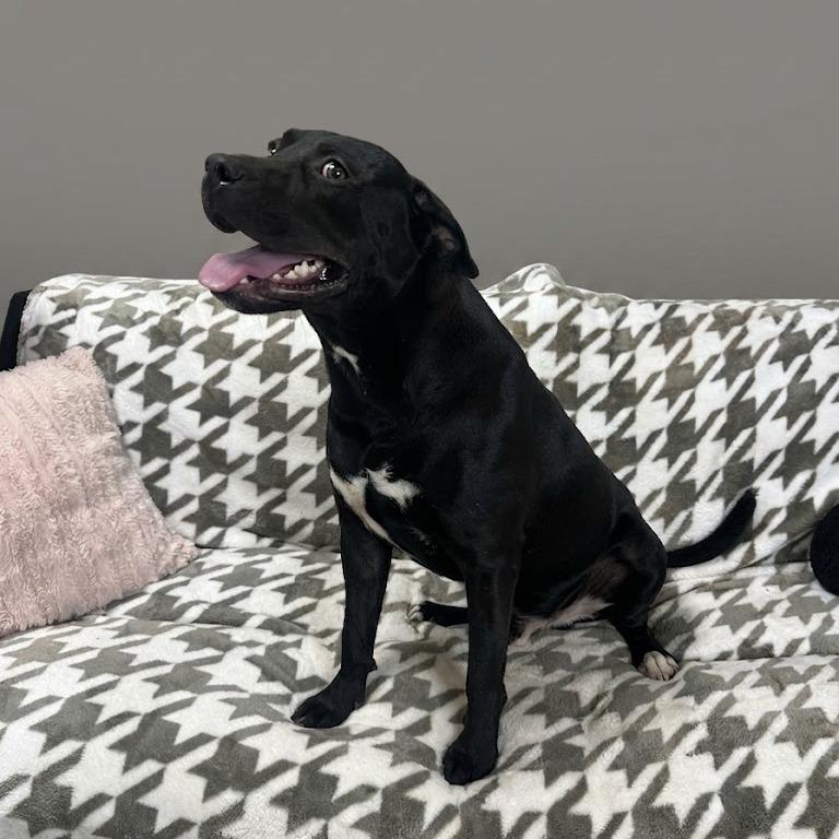Roscoe, Adoptable, Adult Male Mixed Breed.