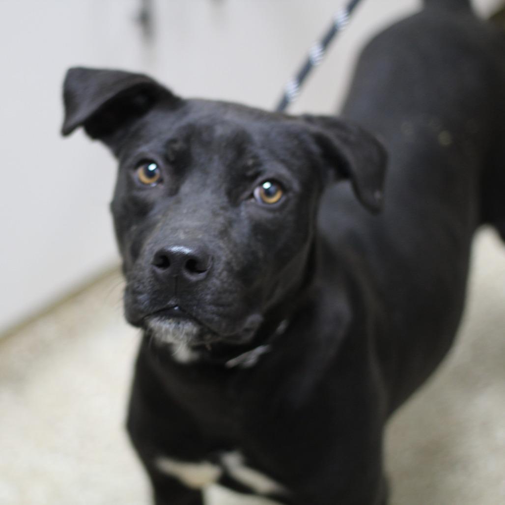 Roscoe, Adoptable, Adult Male Mixed Breed.