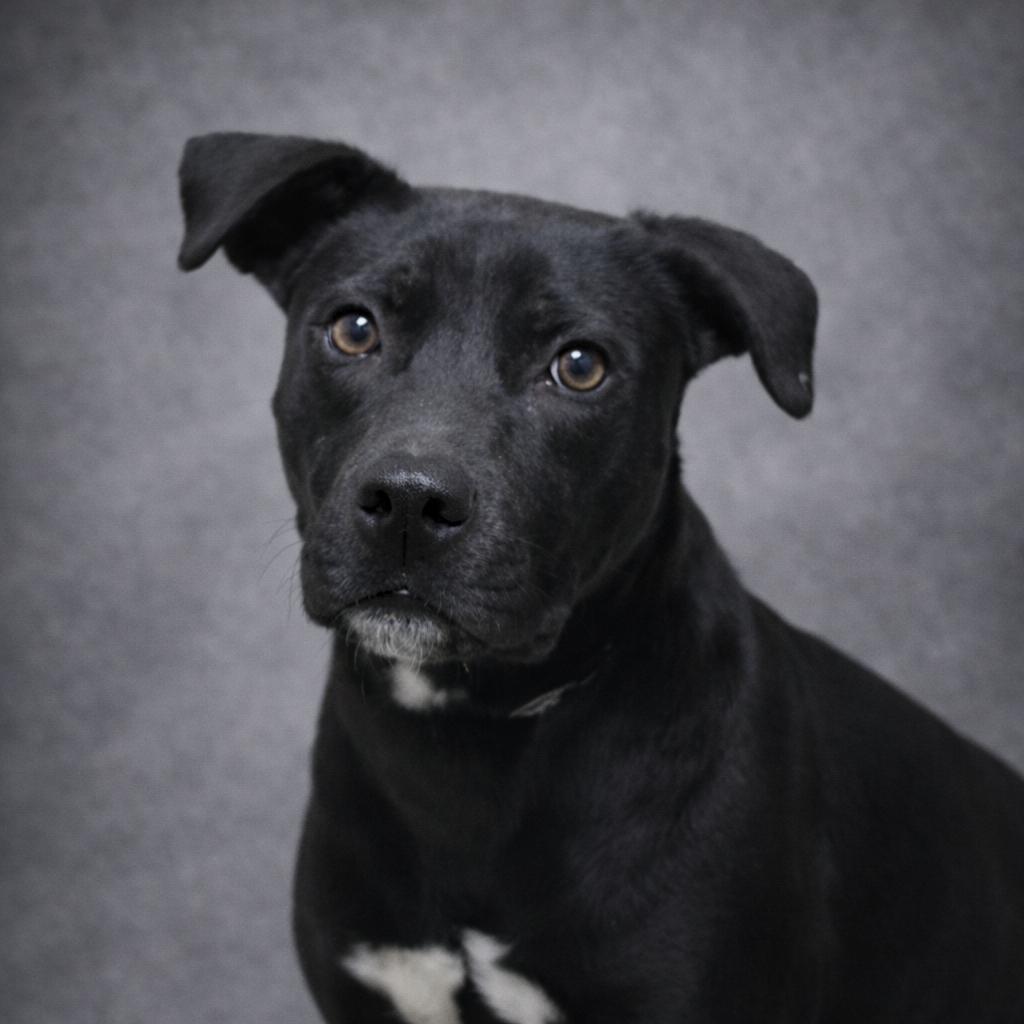 Roscoe, a Adoptable Mixed Breed in Donalsonville, GA image 4/5