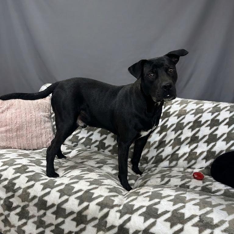 Roscoe, a Adoptable Mixed Breed in Donalsonville, GA image 5/5