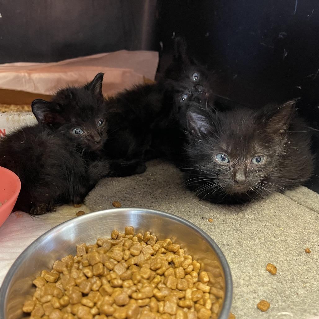 Tutu, Adoptable, Young Female Domestic Short Hair.