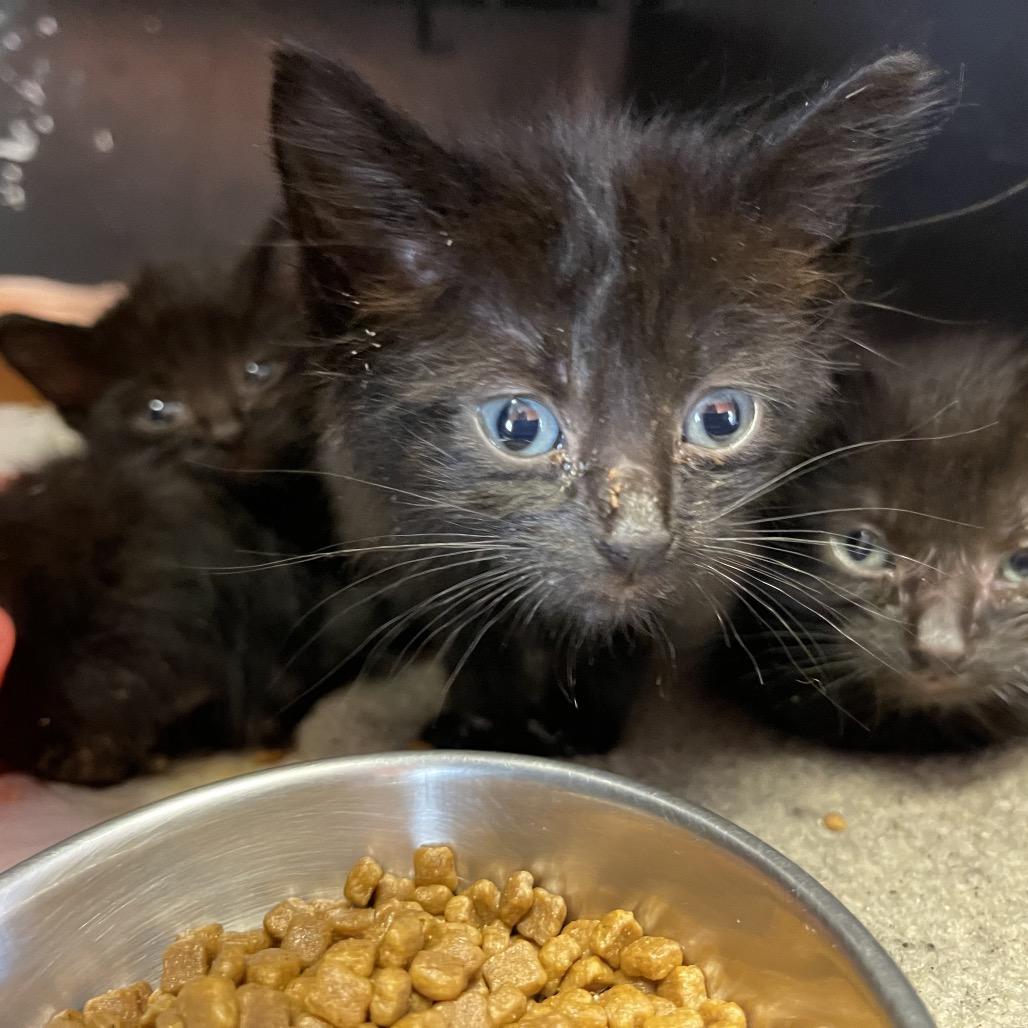 Enlarge Tutu, a Adoptable Domestic Short Hair in Sand Springs, OK image 2/2