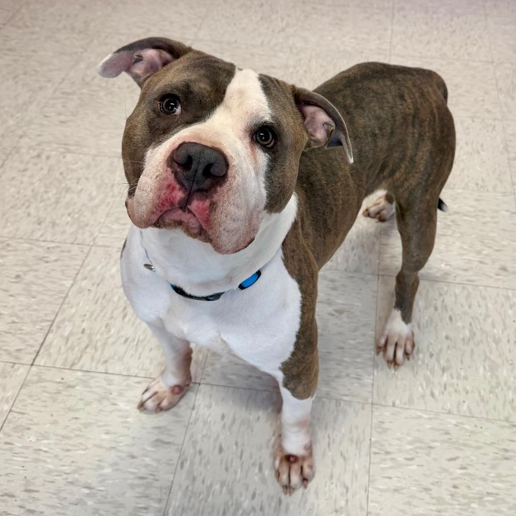 Hank — thumbnail 2