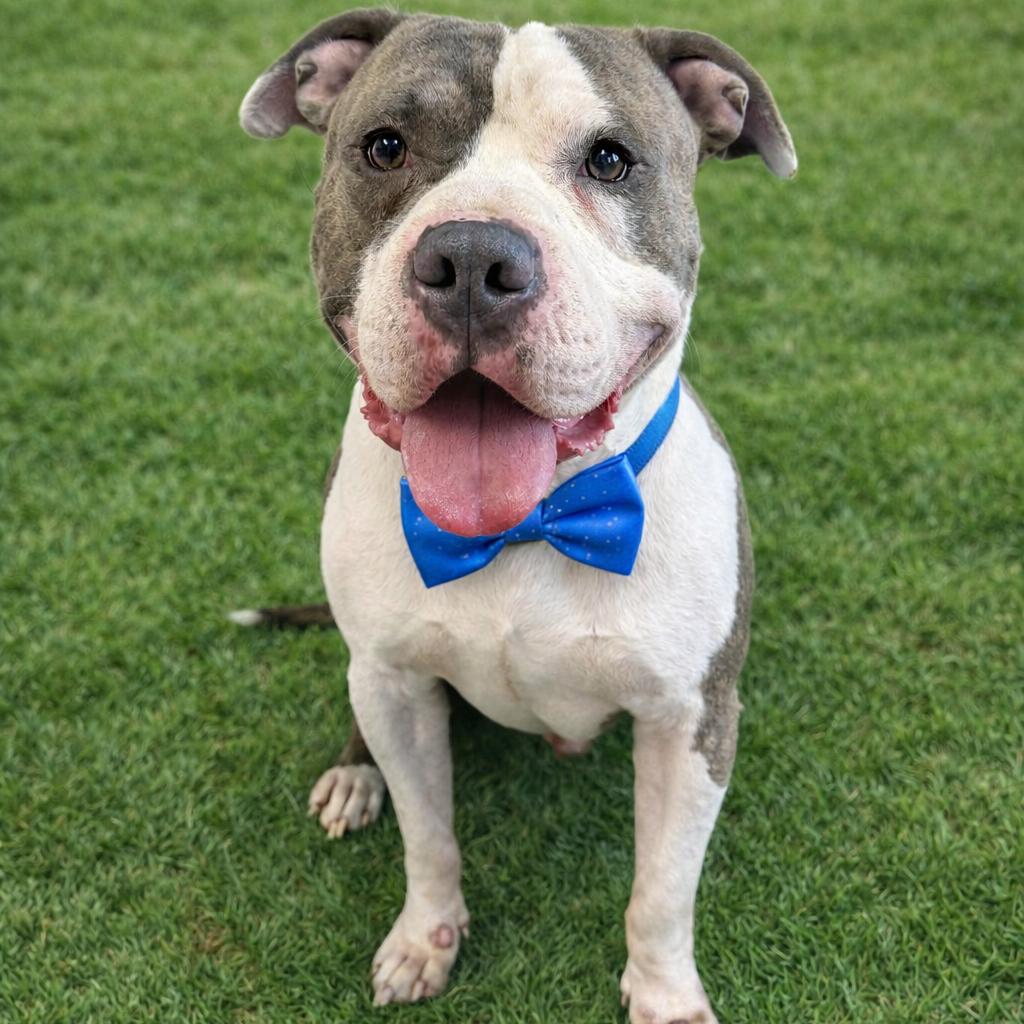 Hank — thumbnail 3