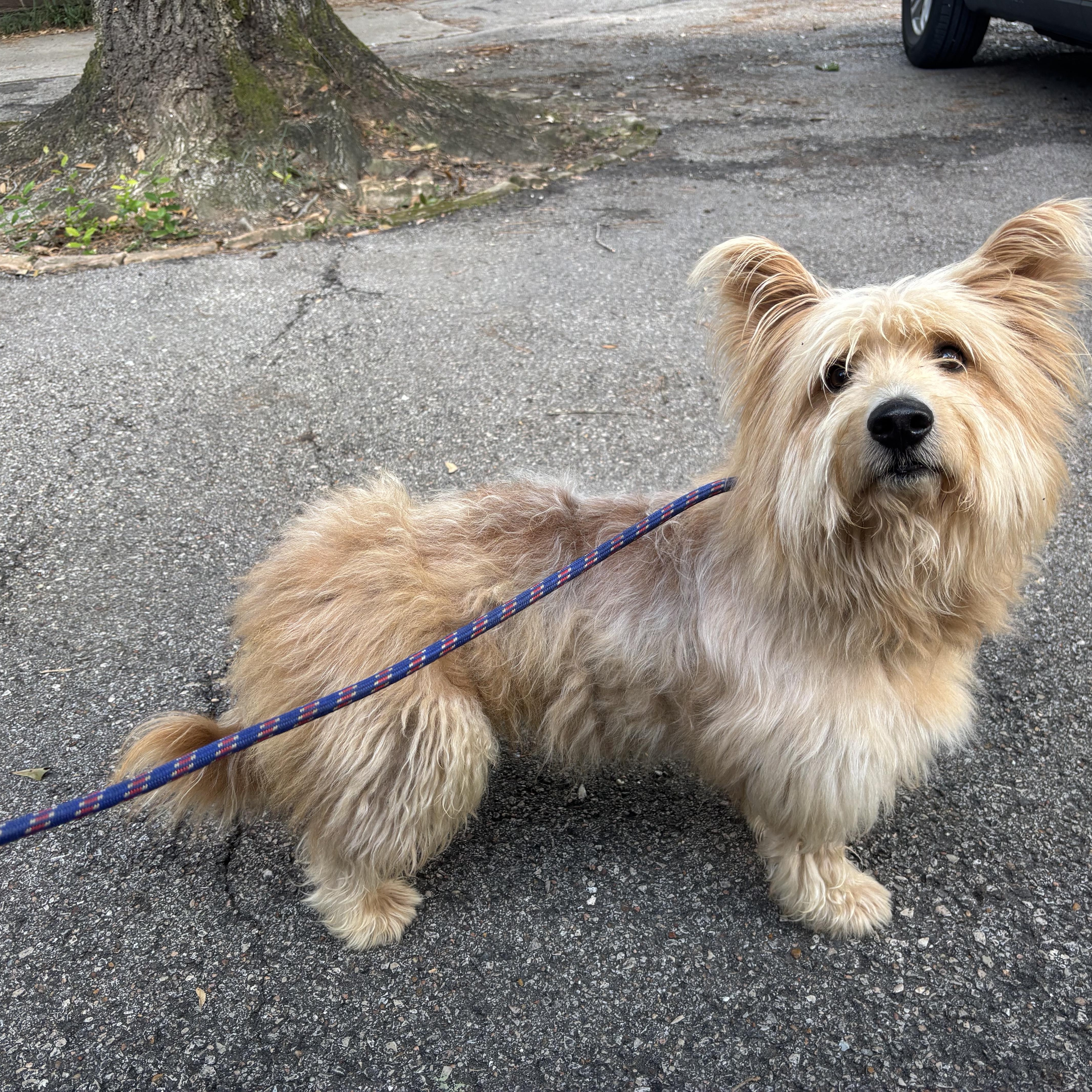 Enlarge Fraiser, a Adoptable mixed breed in Spring, TX image 2/5