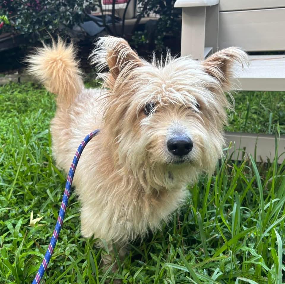 Enlarge Fraiser, a Adoptable mixed breed in Spring, TX image 1/5