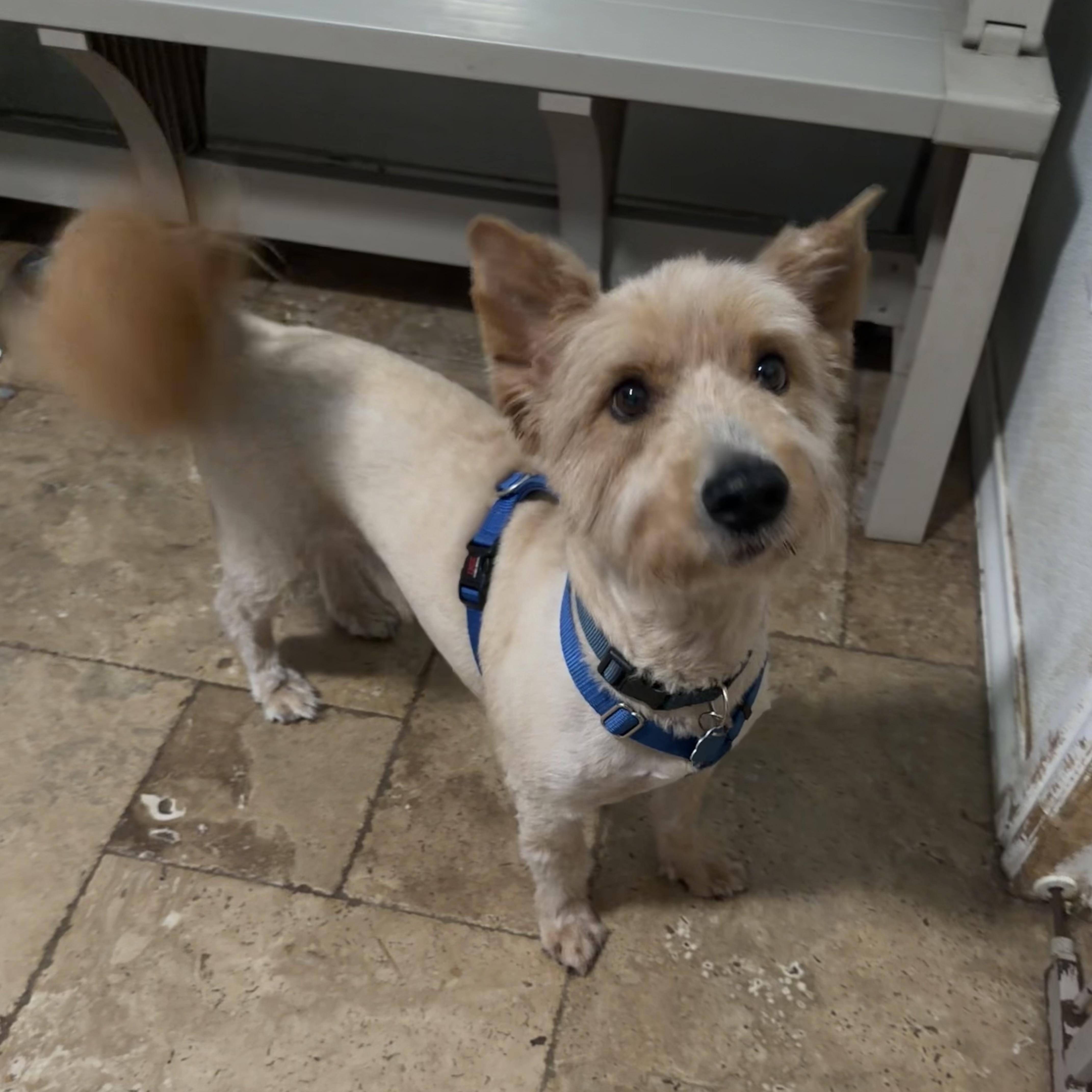 Fraiser, a Adoptable mixed breed in Spring, TX image 3/6