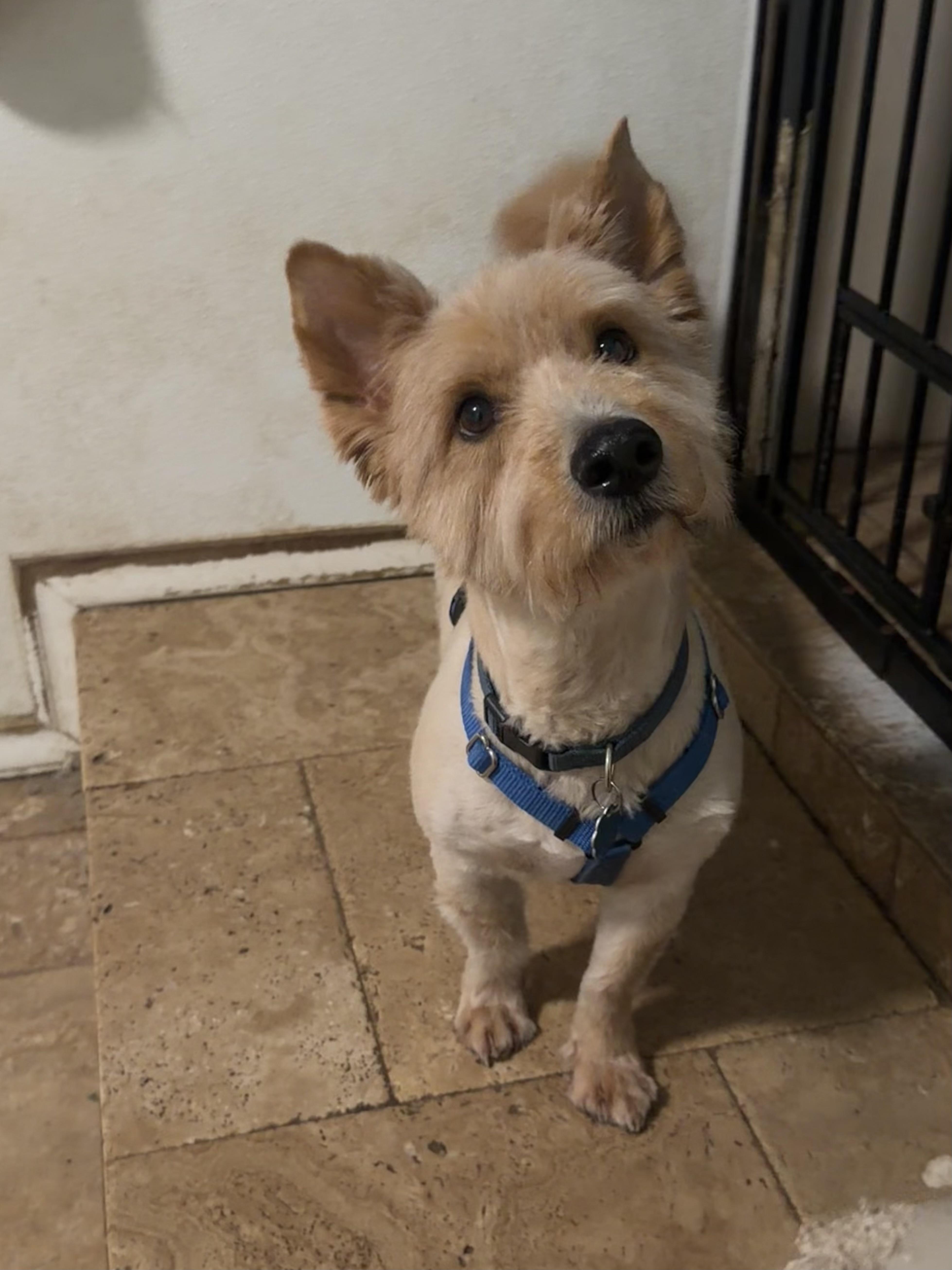 Fraiser, a Adoptable mixed breed in Spring, TX image 2/6
