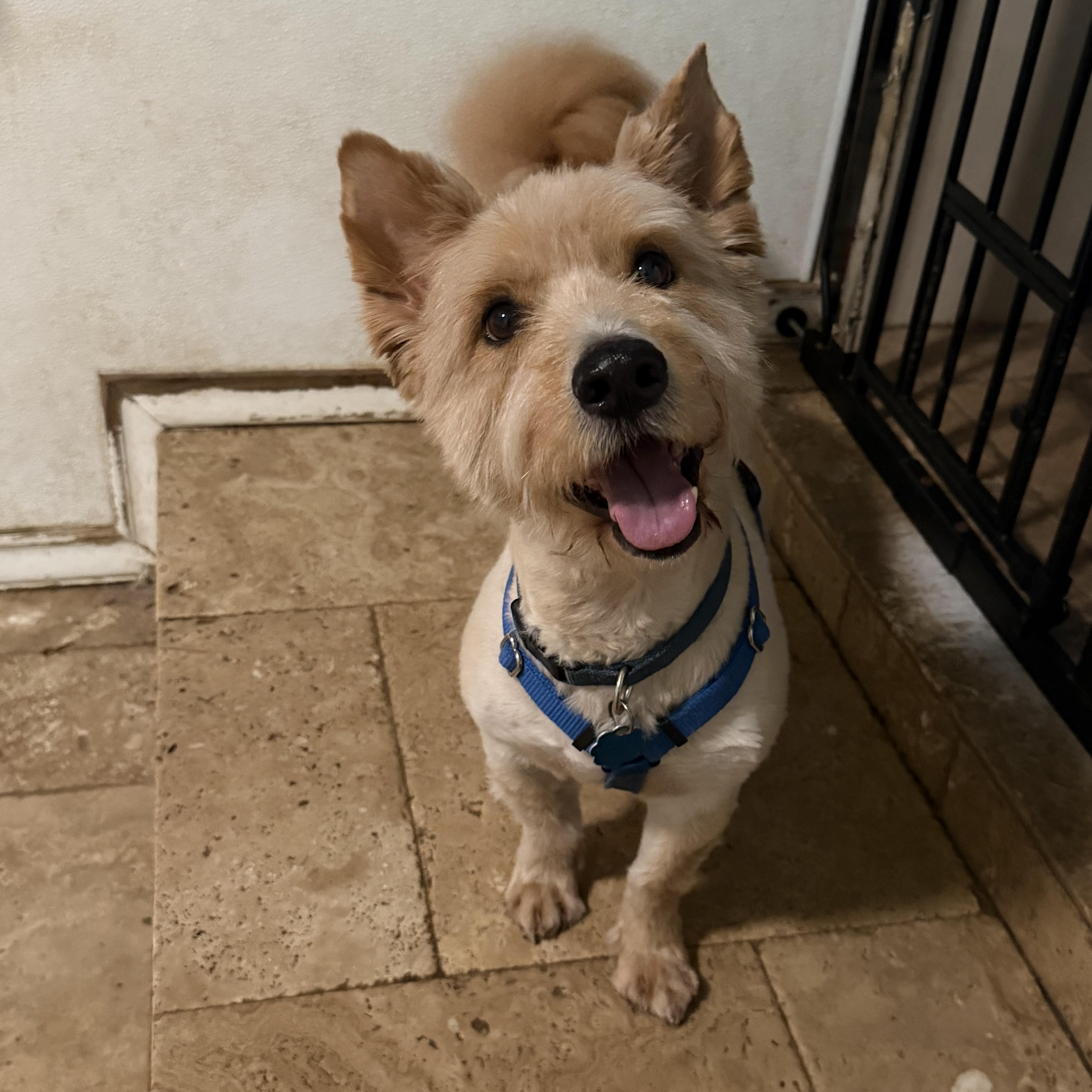 Fraiser, Adoptable, Adult Male Terrier & Mixed Breed.