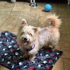 Enlarge Fraiser, a Adoptable mixed breed in Spring, TX image 5/5