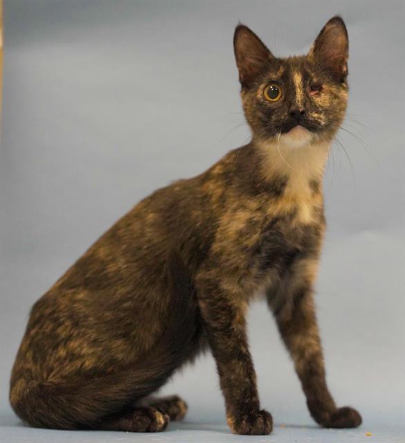 BILLIE EYELESS, Adoptable, Young Female Domestic Short Hair.