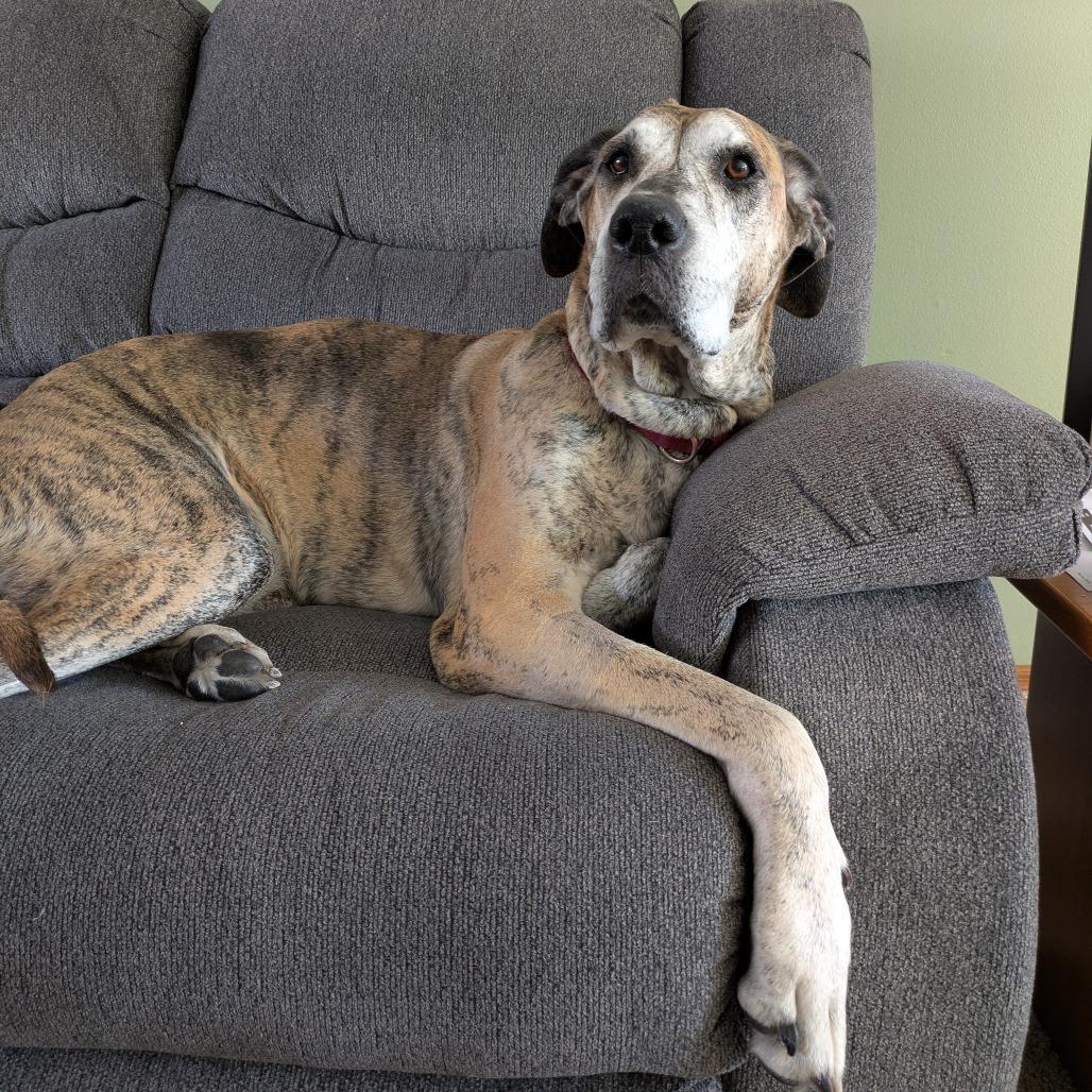 Hazel, Adoptable, Senior Female Mixed Breed.