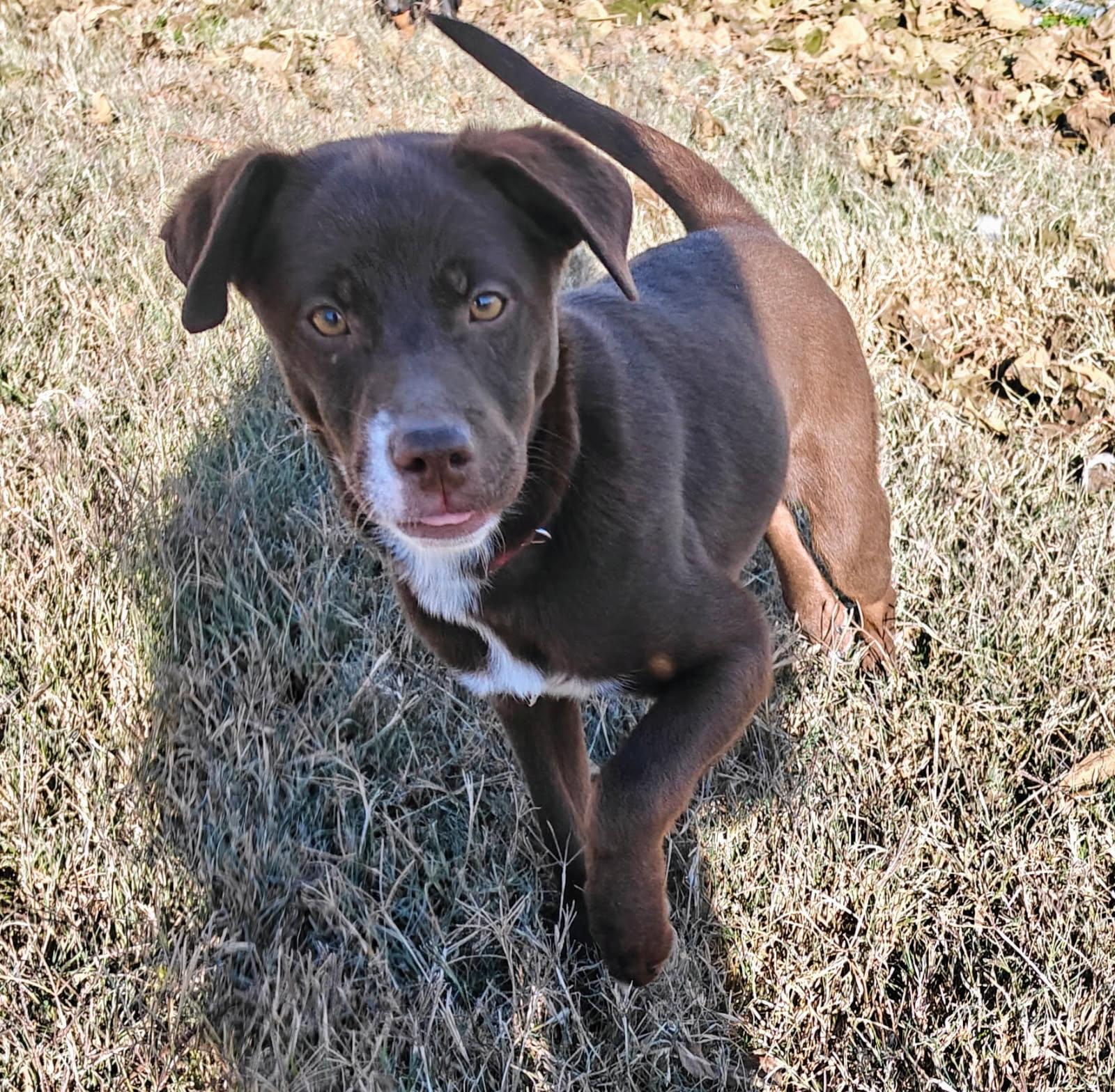Enlarge Mustang, a Adoptable mixed breed in Ellis Grove, IL image 1/6