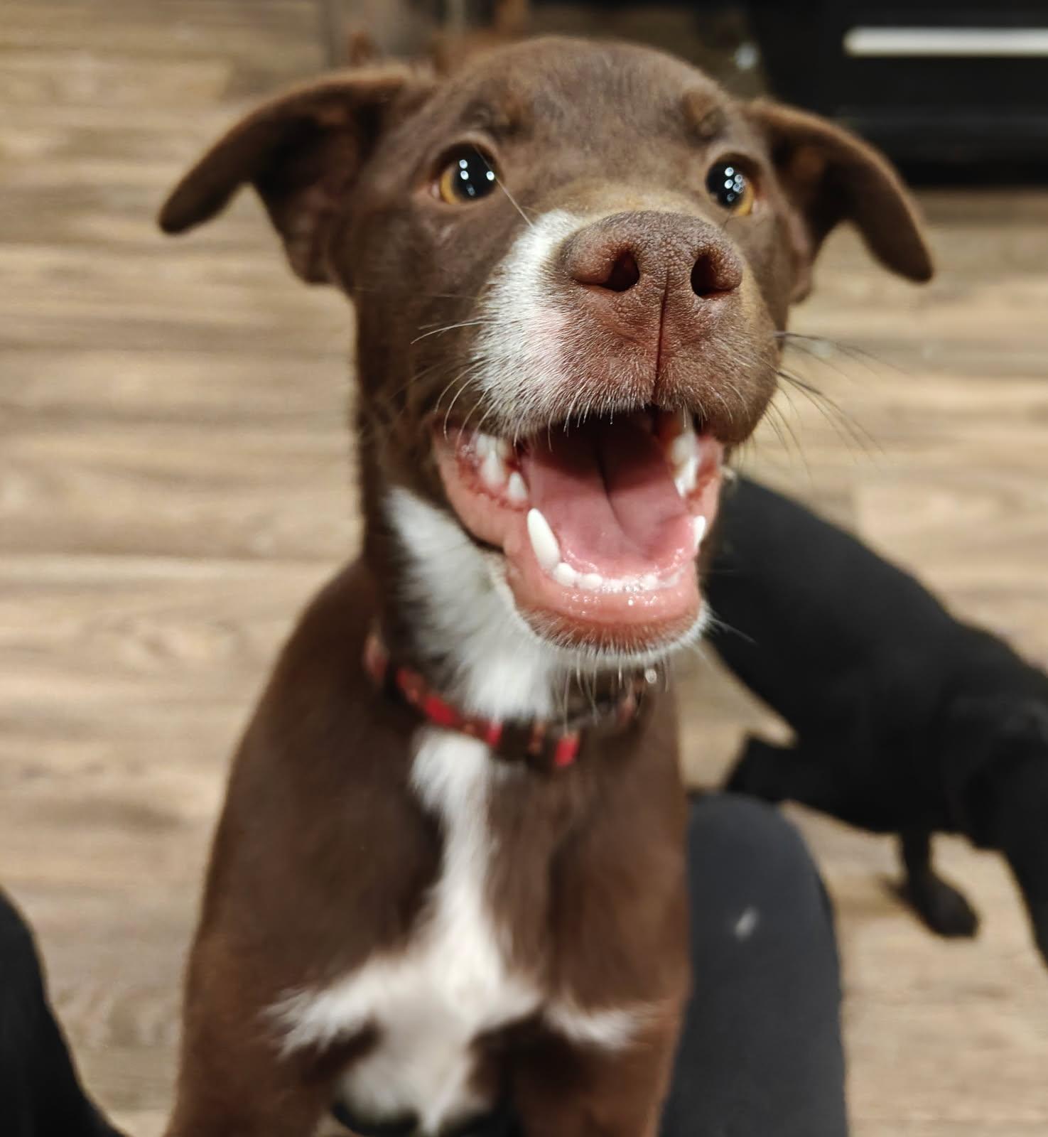 Enlarge Mustang, a Adoptable mixed breed in Ellis Grove, IL image 2/6