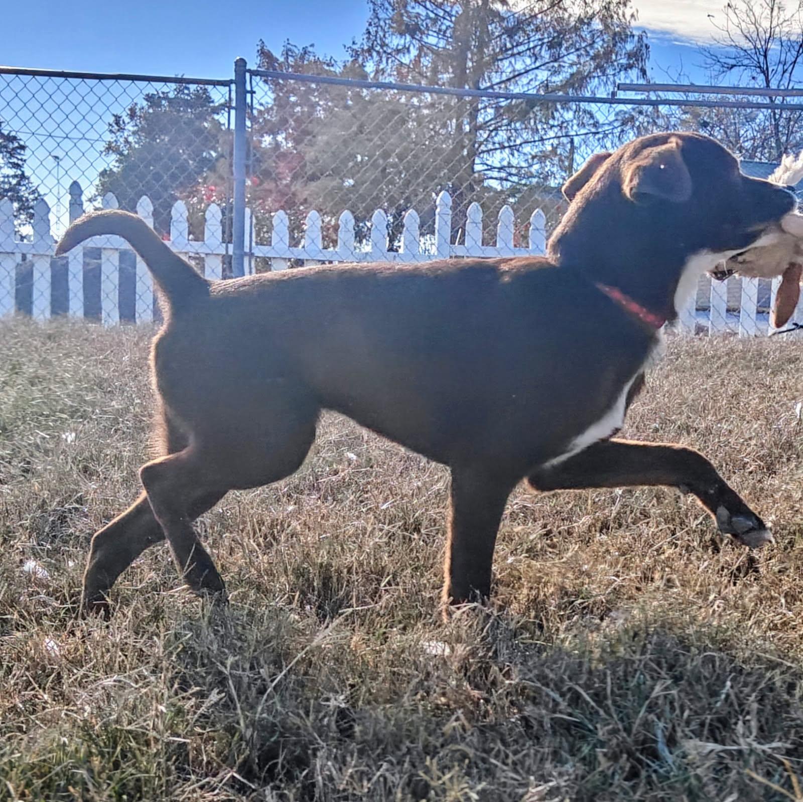 Enlarge Mustang, a Adoptable mixed breed in Ellis Grove, IL image 3/6