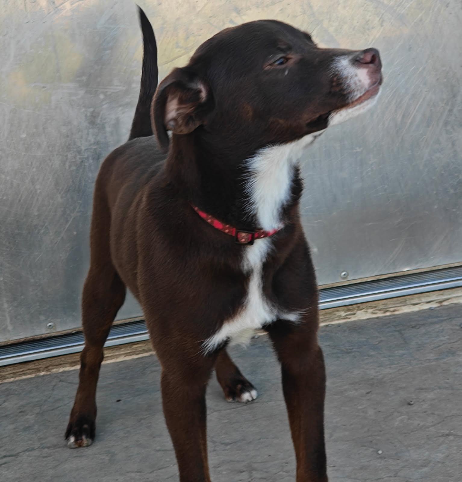 Enlarge Mustang, a Adoptable mixed breed in Ellis Grove, IL image 4/6