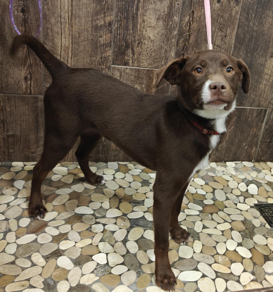 Enlarge Mustang, a Adoptable mixed breed in Ellis Grove, IL image 5/6