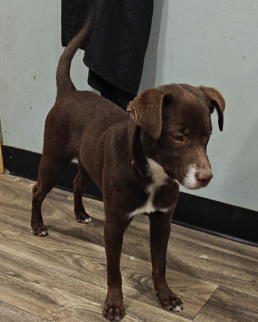 Enlarge Mustang, a Adoptable mixed breed in Ellis Grove, IL image 6/6