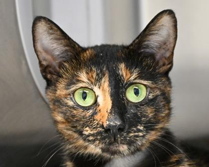 Kyoto, Adoptable, Adult Female Domestic Short Hair.