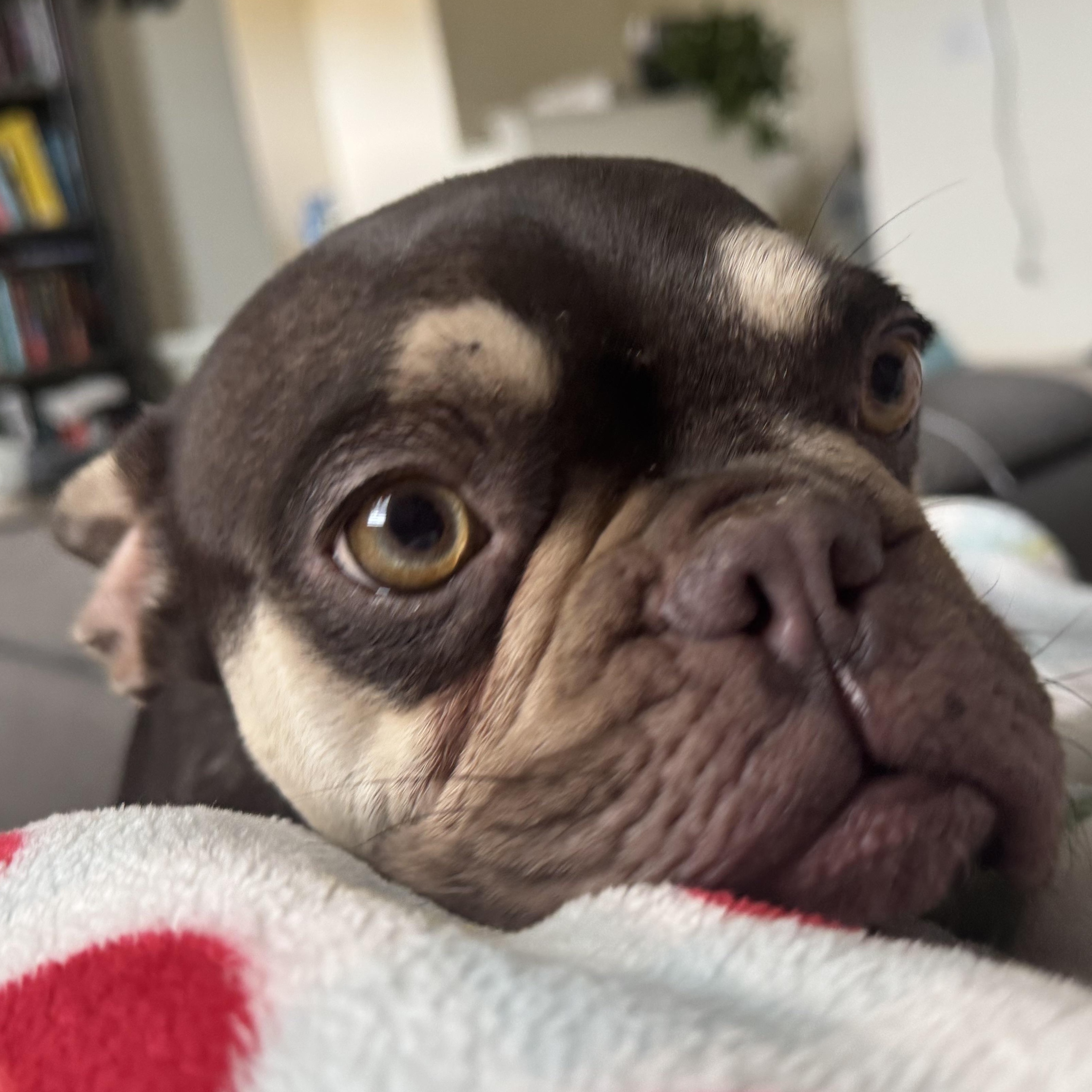 Ms. Bestie Tink, adopted, Young Female French Bulldog.