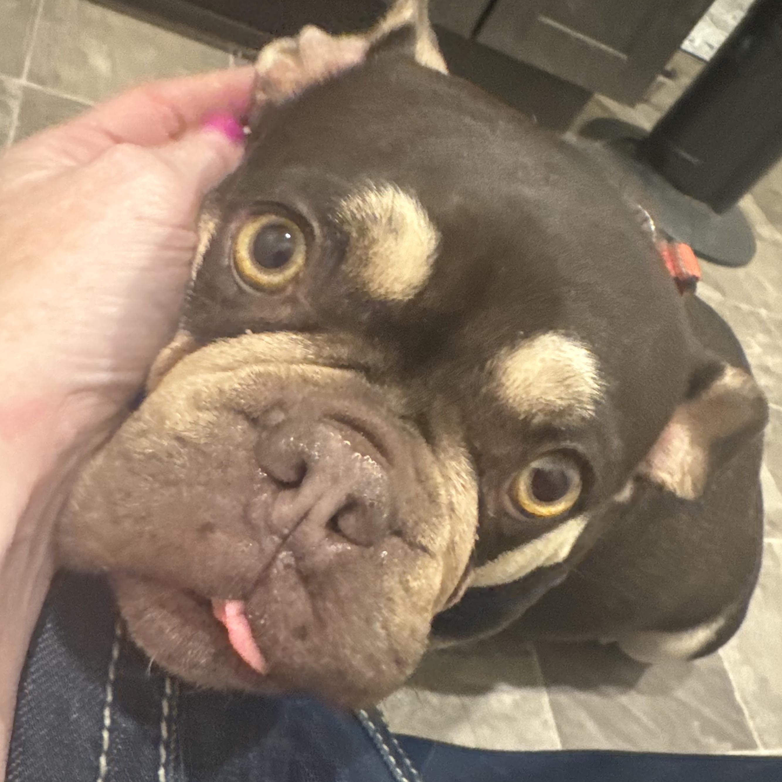 Enlarge Ms. Bestie Tink, an adopted French Bulldog in Vancouver, BC image 5/6