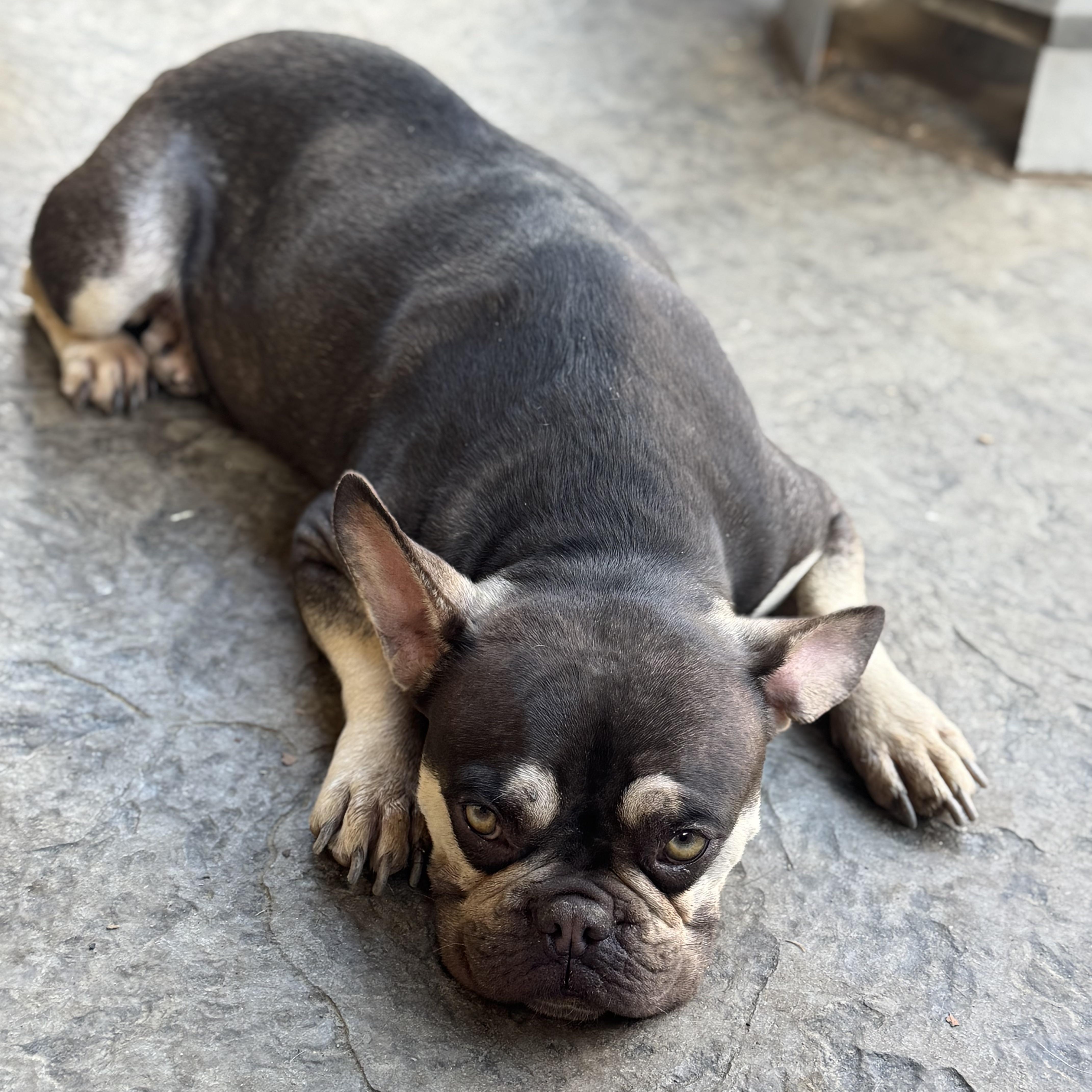 Enlarge Ms. Bestie Tink, an adopted French Bulldog in Vancouver, BC image 4/6