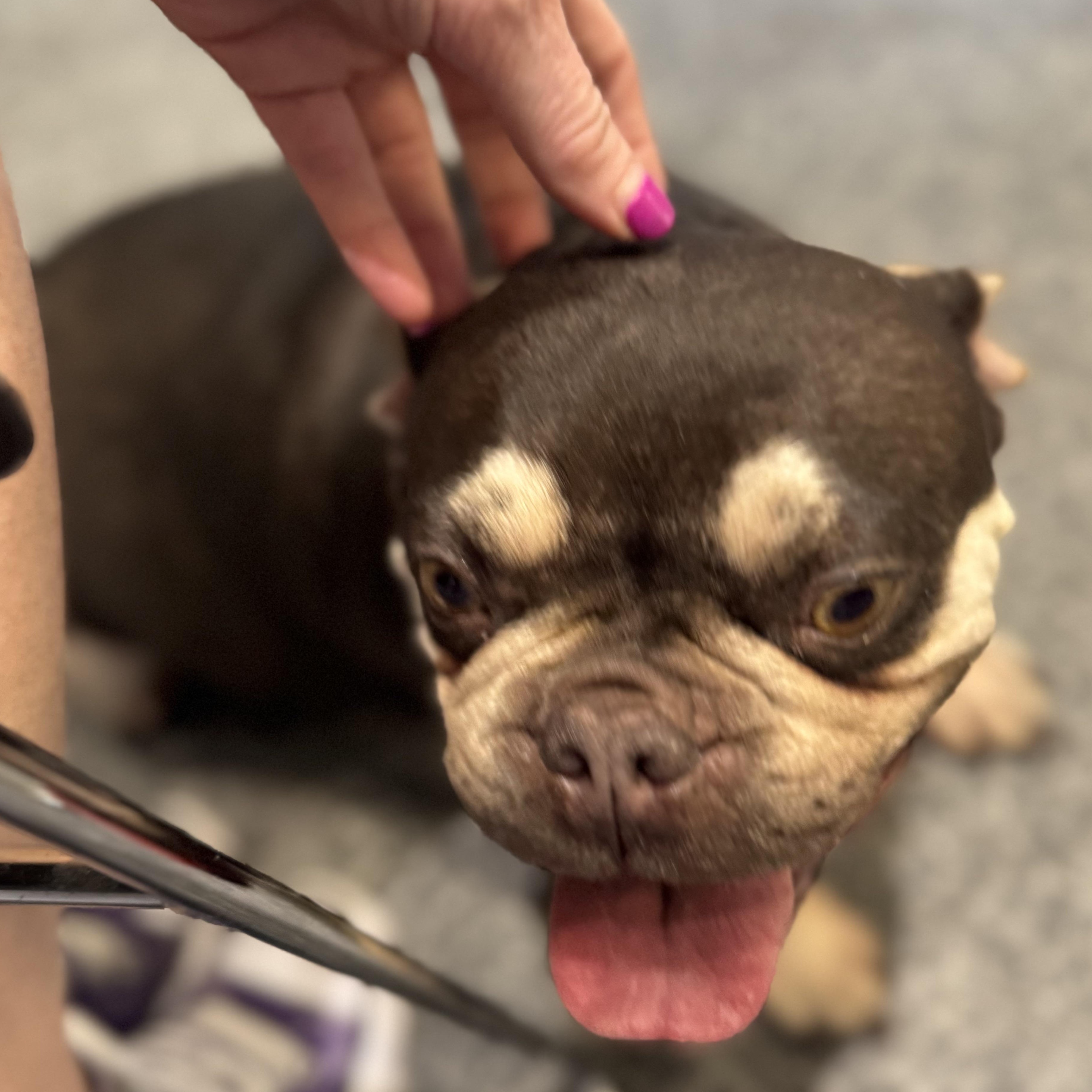 Enlarge Ms. Bestie Tink, an adopted French Bulldog in Vancouver, BC image 3/6